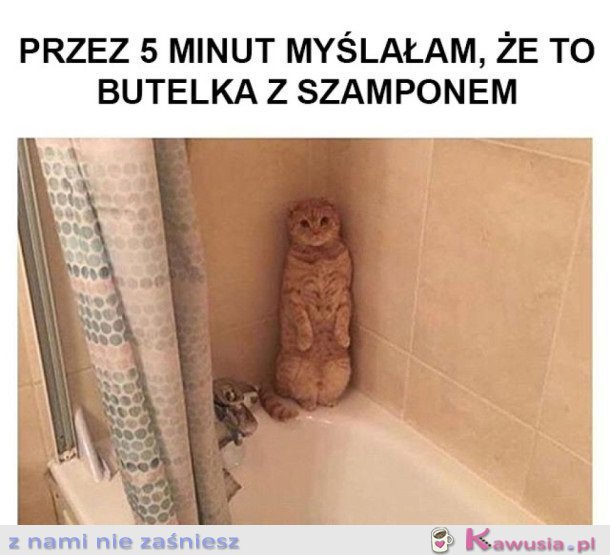 Kot mi się schował