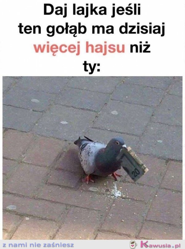 Daj like jeśli ten gołąb