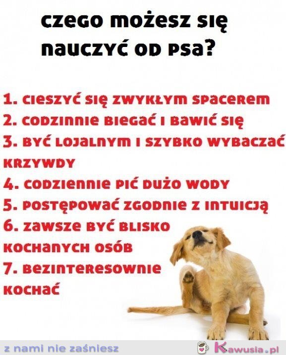 Czego możesz nauczyć się od psa?