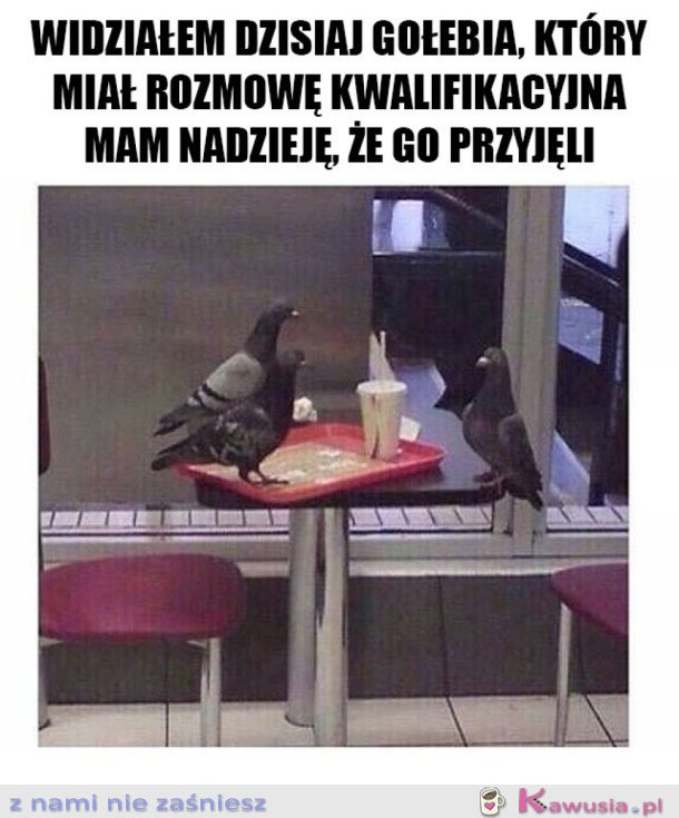 GOŁĄB NA ROZMOWIE KWALIFIKACYJNEJ