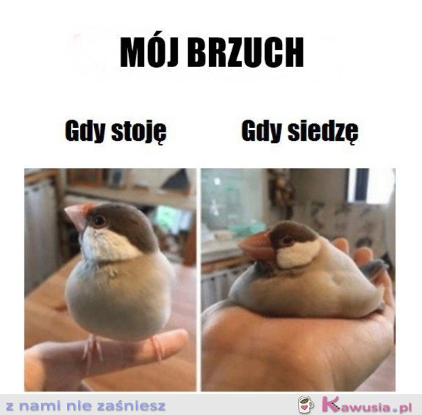 MÓJ BRZUCH