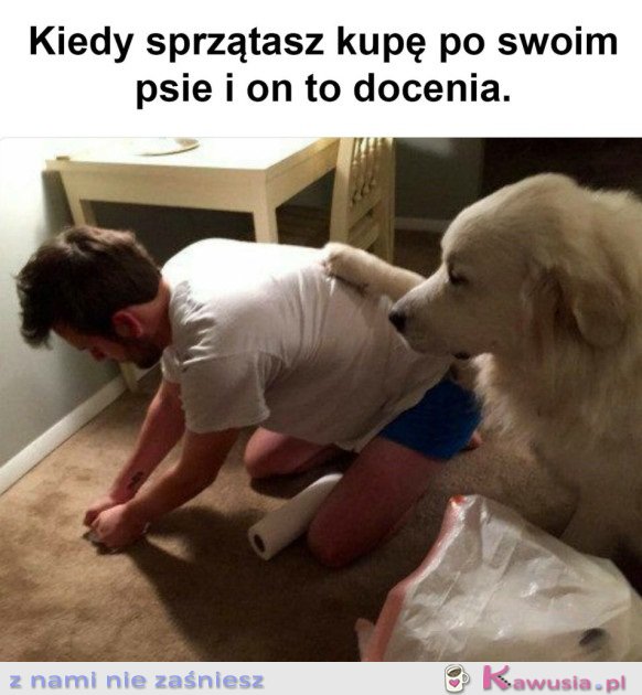 DOBRY PIES.