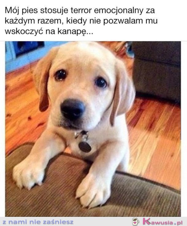 WSZYSTKIE PIESKI TAKIE SĄ