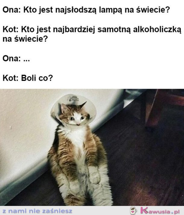 ROZMOWA Z KOTEM