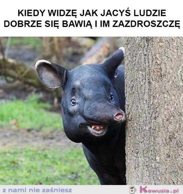 MOJE ŻYCIE W PIGUŁCE