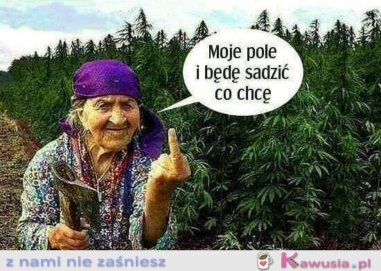 Moje pole