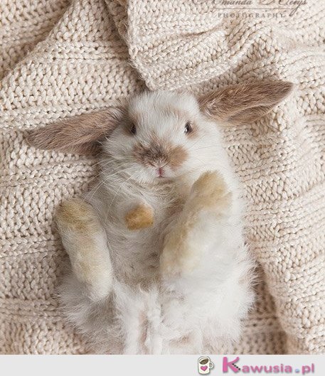 Słodki kr&oacute;liczek
