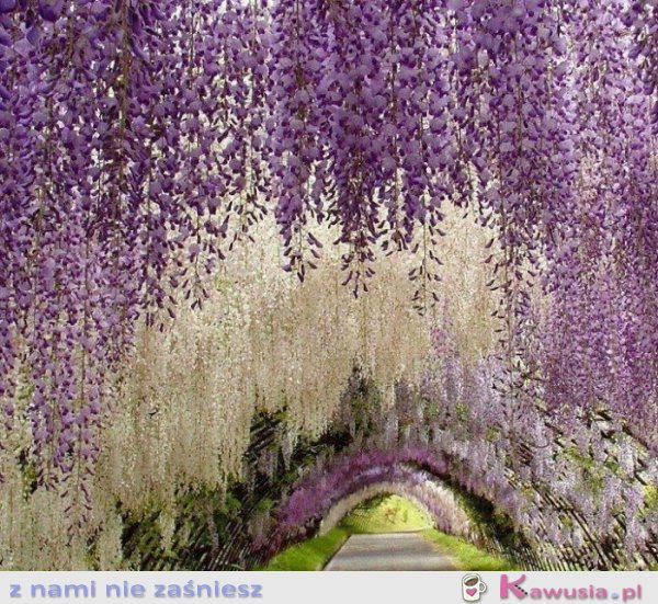 Cudowny wiszący ogród w Japonii