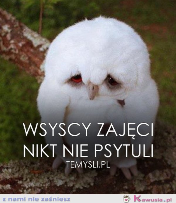 Wszyscy zajęci..