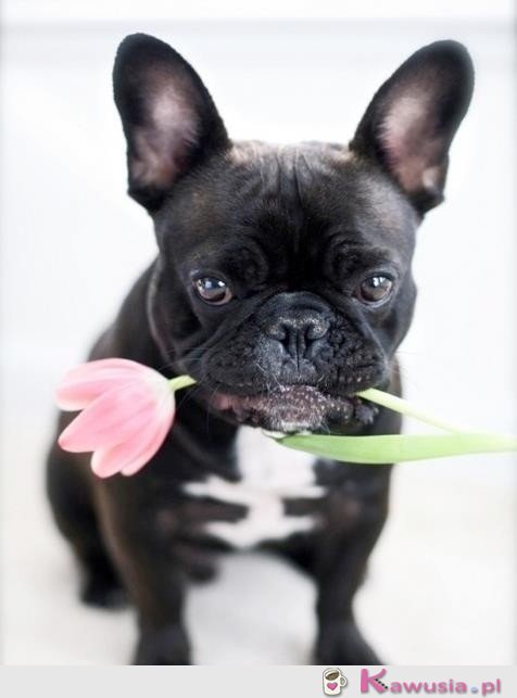 Przyniosłem ci kwiatka..