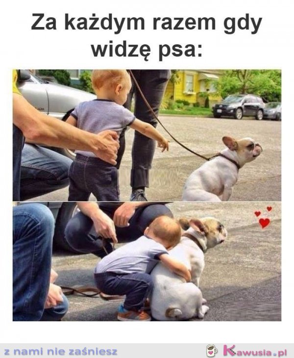 Za każdym razem kiedy widzę psa