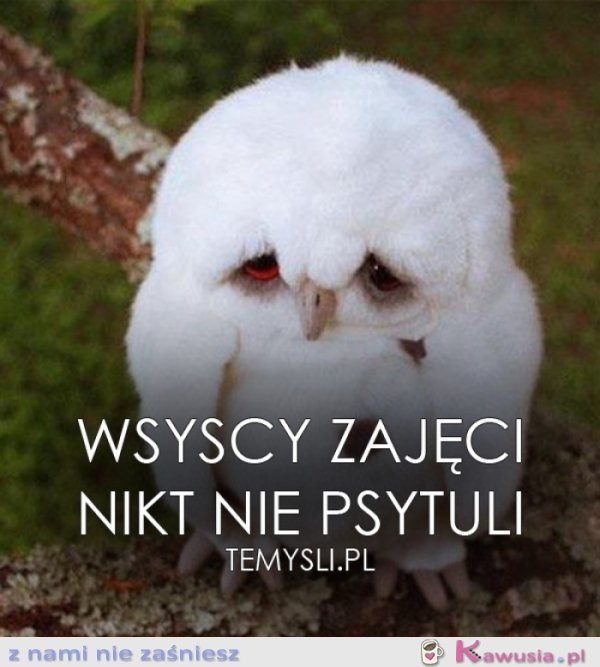 Wszyscy zajęci..