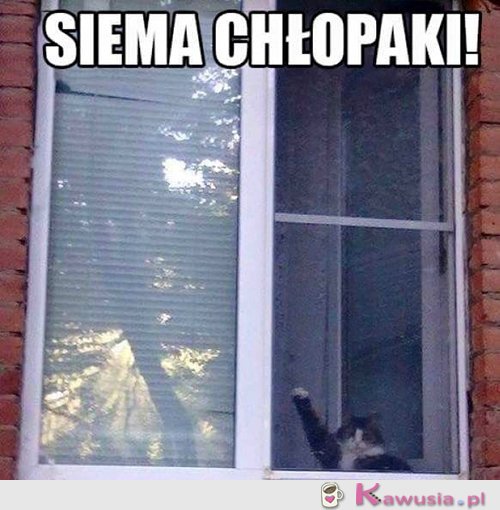 Siemanko...