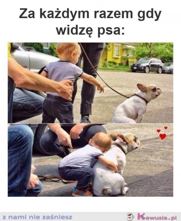 Za każdym razem kiedy widzę psa