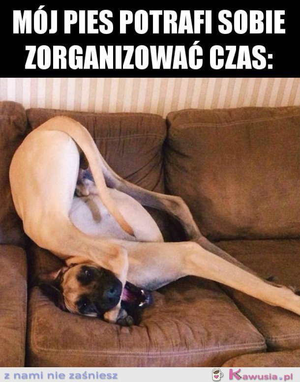 MÓJ PIES NIGDY SIĘ NIE NUDZI