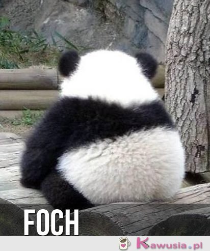Foch   