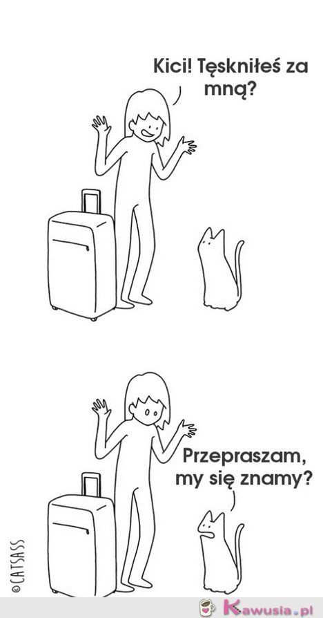 Cała prawda o kotach