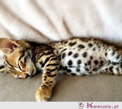 Słodki bengal
