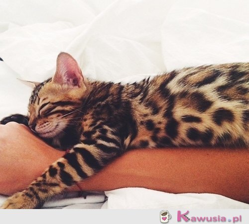 Cudny bengal