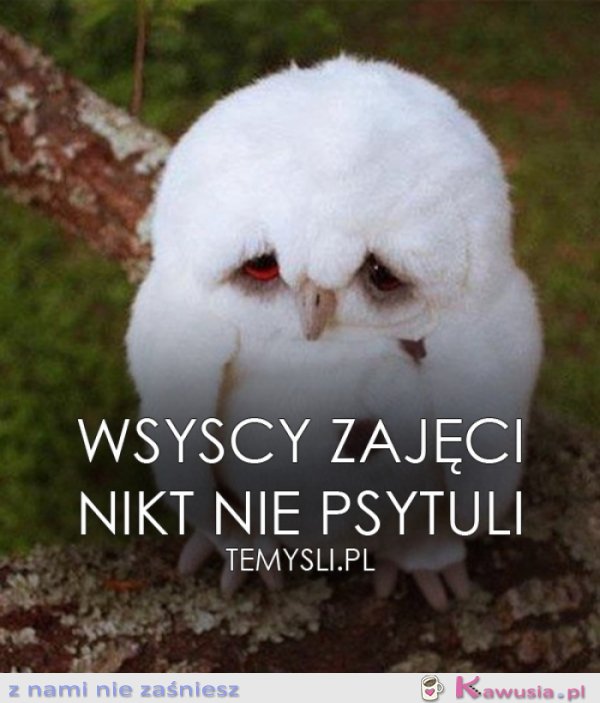 Wsyscy zajęci..