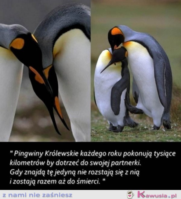 Pingwiny kr&oacute;lewskie