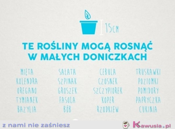 Rośliny, które możesz hodować w kuchni