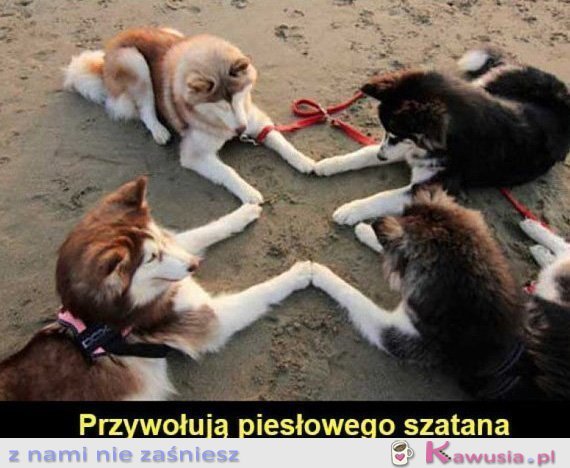 Nakryłam mojego psa jak z ziomkami robili to