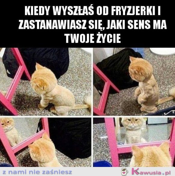 SKĄD PRZYCHODZIMY, DOKĄD ZMIERZAMY..