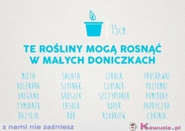 Rośliny, które możesz hodować w kuchni