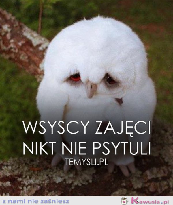 Wsyscy zajęci..