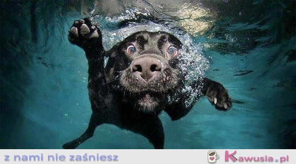 Super zdjęcie psiaka