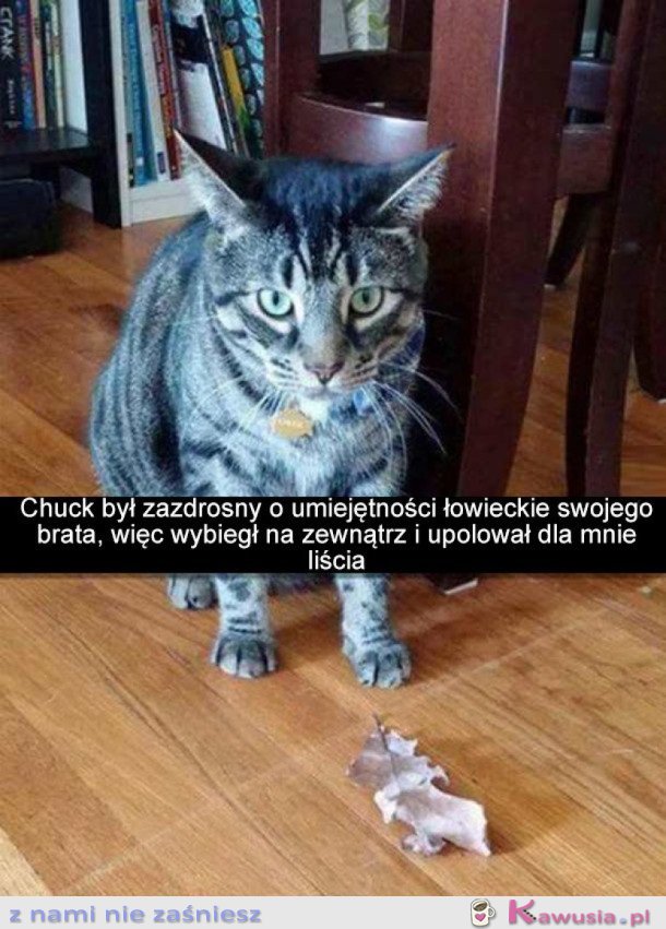 PIĘKNY PREZENT, DZIĘKUJĘ PAN KOTEŁ 