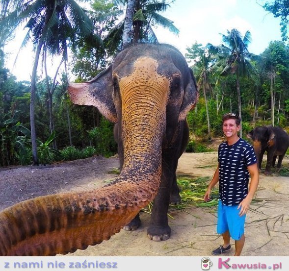 Selfie zrobione przez słonia