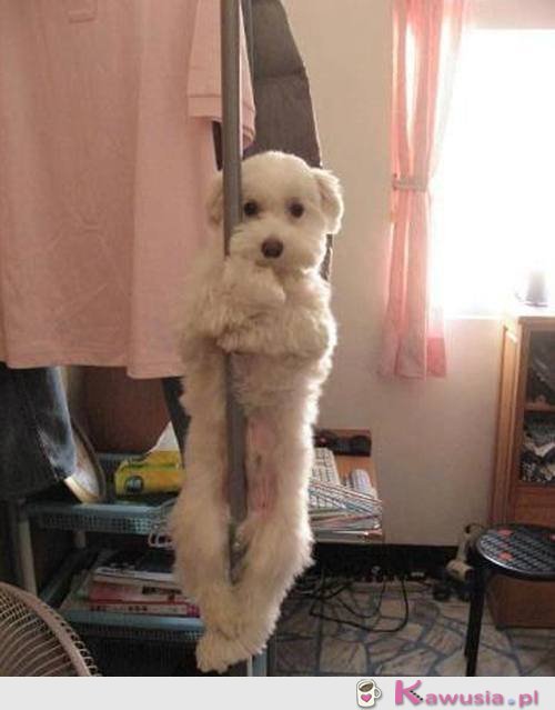 Pole dance