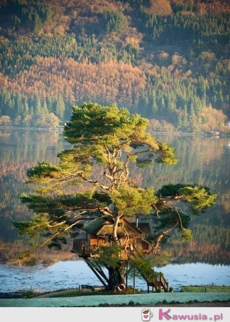 Idealny domek na drzewie