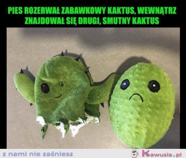ROZERWANY KAKTUS