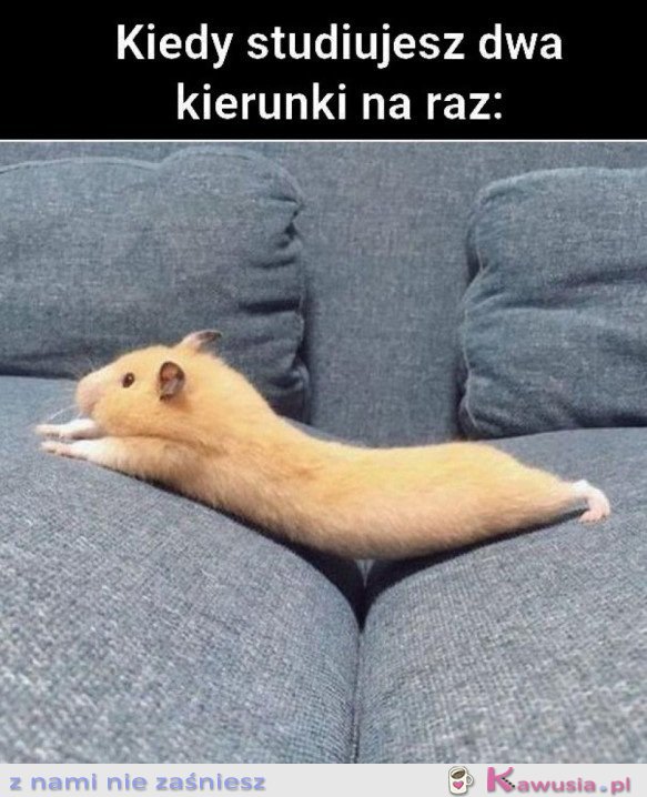 KIEDY STUDIUJESZ DWA KIERUNKI NARAZ