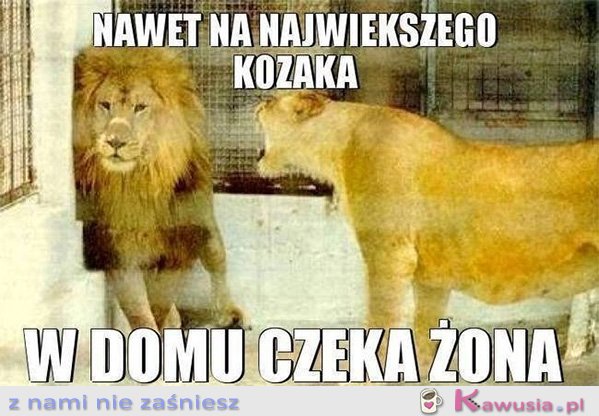 Nawet na największego kozaka