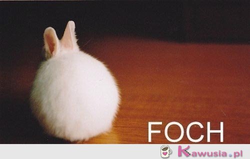 Foch   