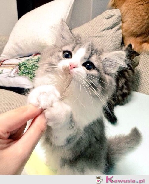 Fajny kociak
