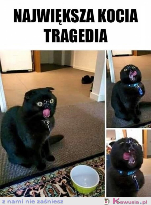 Największa tragedia każdego kotka