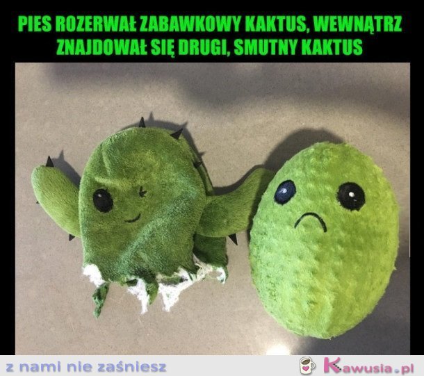 ROZERWANY KAKTUS