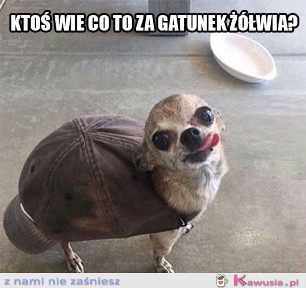 DZIWNY ŻÓŁW