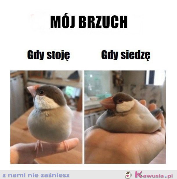 MÓJ BRZUCH