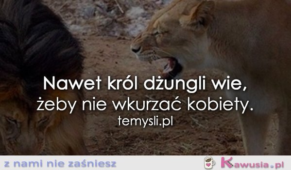 Nawet król dżungli wie...