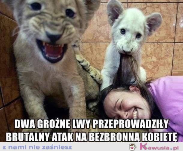 KRWIOŻERCZE LWY