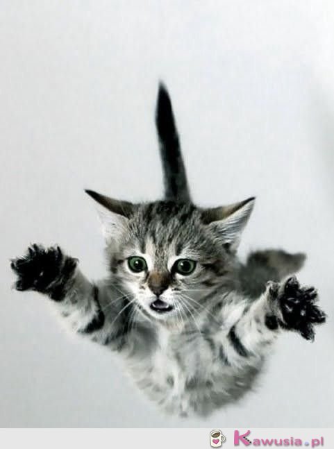 Słodki kociak