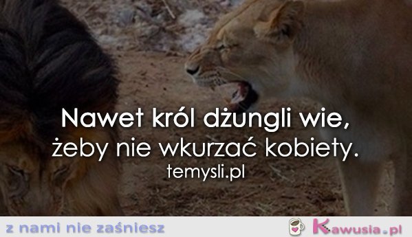 Nawet król dżungli wie...