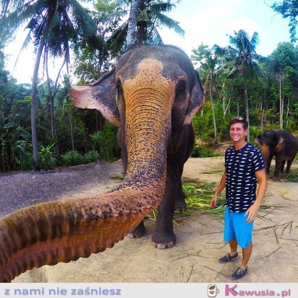 Selfie zrobione przez słonia