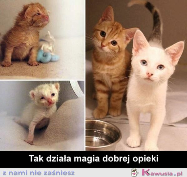 Dobra opieka